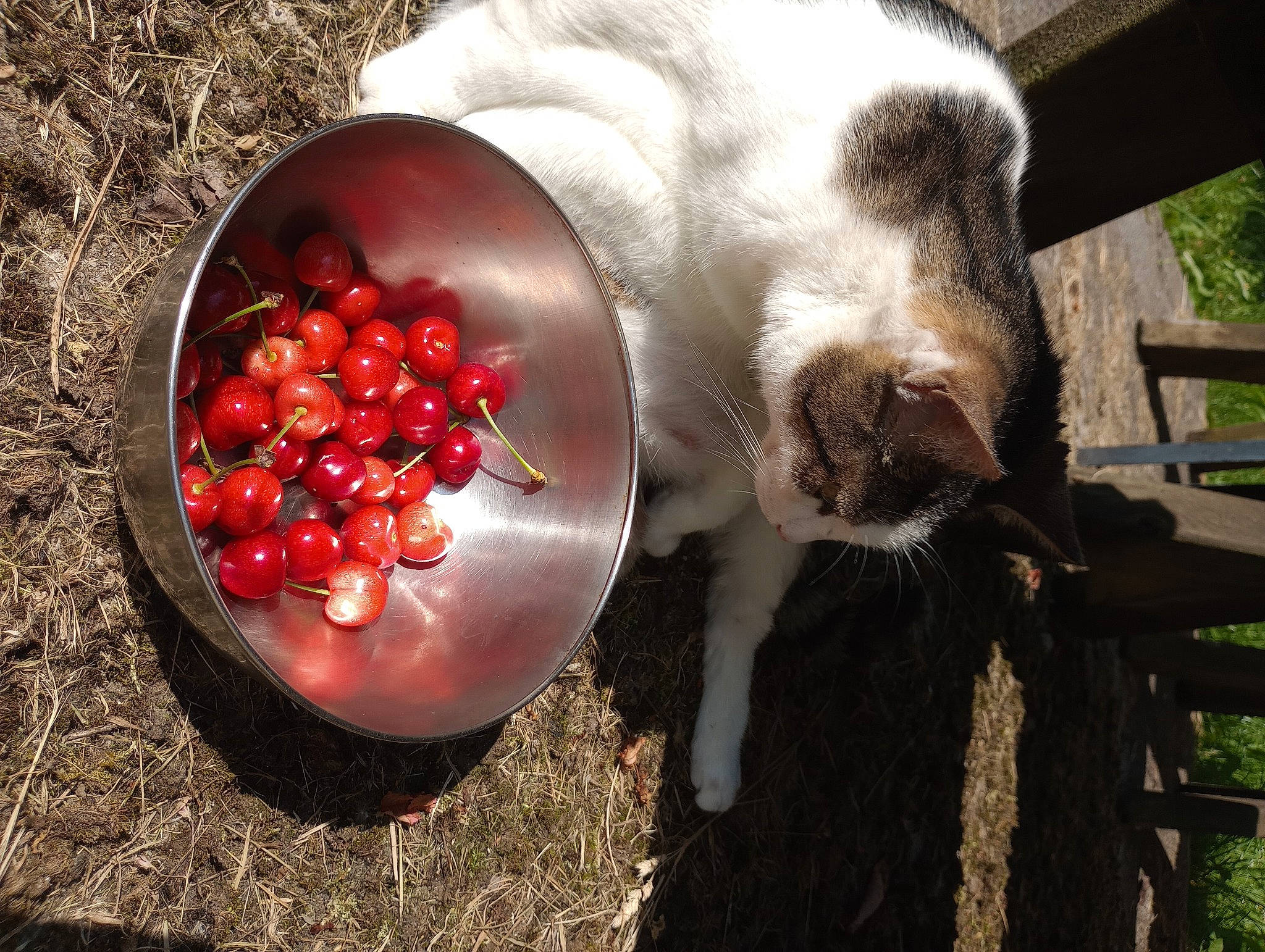 Normix a rejoint le concours — aidez-le/la à gagner de superbes lots ! berry, fawn, felidae, food, fruit, fur, ingredient, natural_foods, pet_supply, plant, produce, recipe, seedless_fruit, small_to_medium_sized_cats, superfood, tableware, tail, terrestrial_animal, vegetable, whiskers