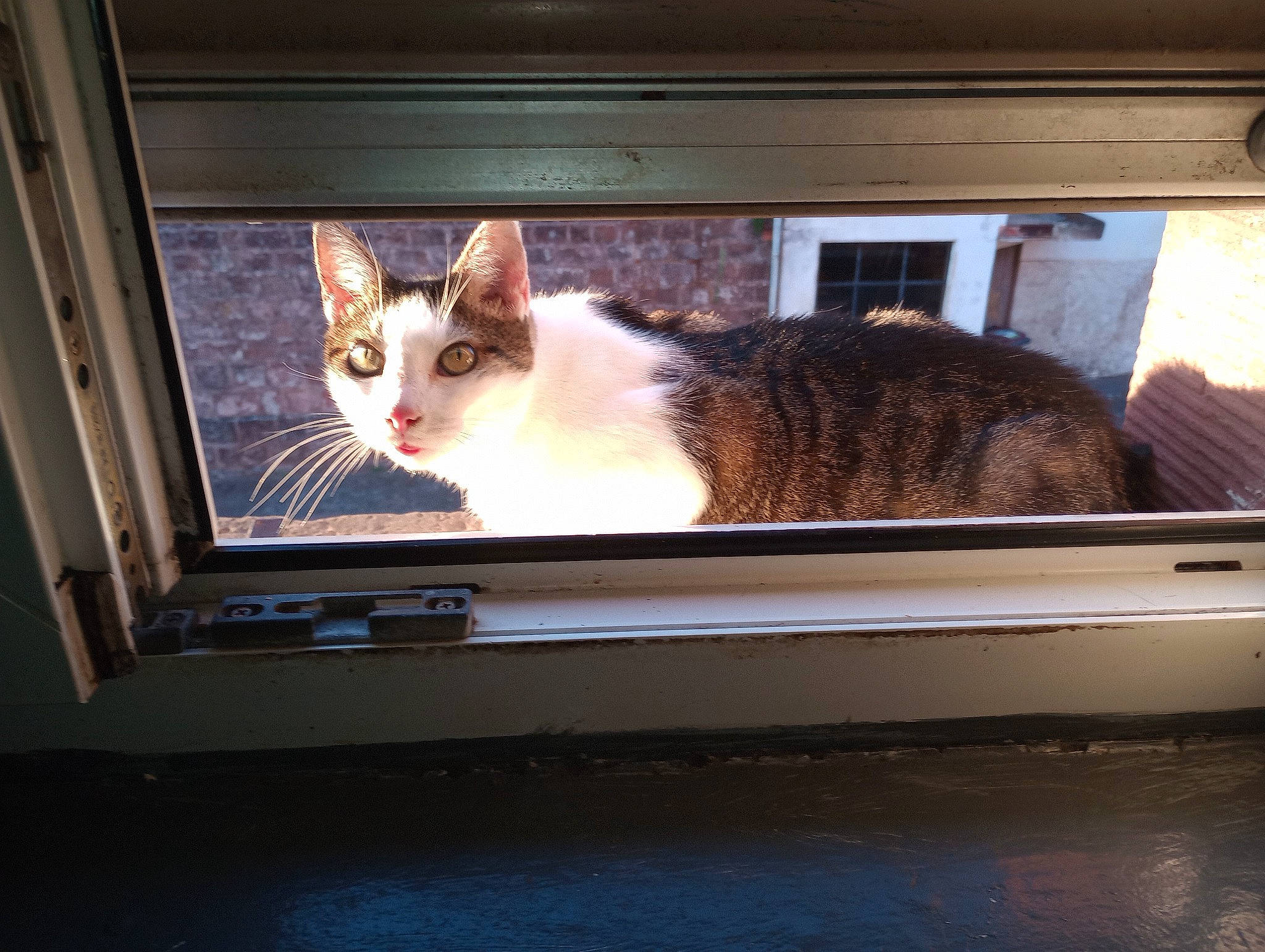 Normix participe au concours pour gagner de l'argent avec cette photo : box, carnivore, cat, display_device, domestic_short_haired_cat, felidae, fur, metal, paw, rectangle, room, small_to_medium_sized_cats, snout, square, tail, tints_and_shades, tree, whiskers, window, wood