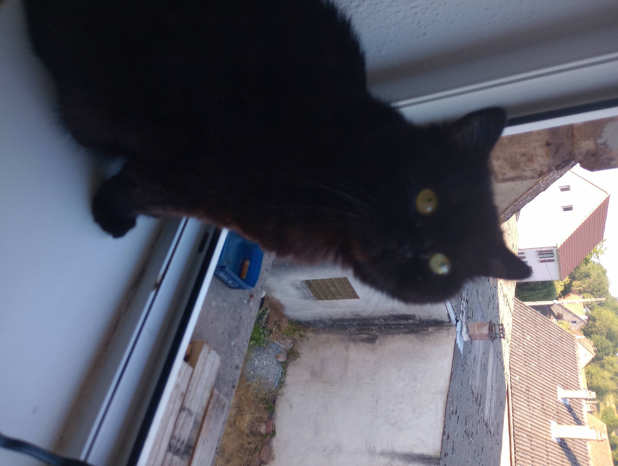 Adik a rejoint le concours — aidez-le/la à gagner de superbes lots ! black_cat, building, carnivore, cat, domestic_short_haired_cat, door, felidae, flooring, fur, plant, small_to_medium_sized_cats, stairs, tail, tree, whiskers, window, wood