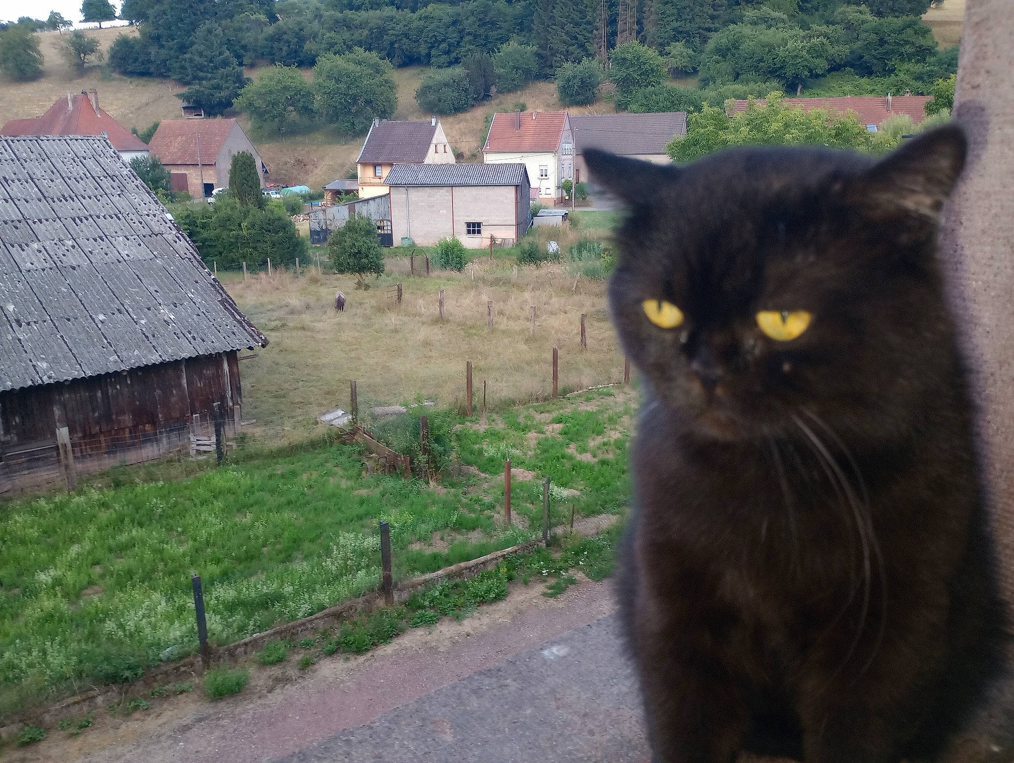 Adik participe au concours pour gagner de l'argent avec cette photo : black_cat, building, carnivore, cat, cottage, domestic_short_haired_cat, eye, felidae, fur, grass, house, landscape, plant, small_to_medium_sized_cats, snout, tail, terrestrial_animal, tree, whiskers, window
