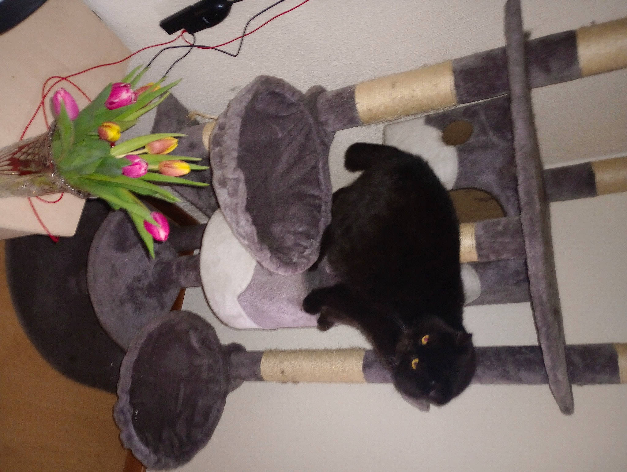 Adik participe au concours pour gagner de l'argent avec cette photo : bombay, carnivore, cat, cat_supply, fashion_accessory, felidae, flower, flower_arranging, fur, hat, pet_supply, petal, plant, room, small_to_medium_sized_cats, sporting_group, tail, wood