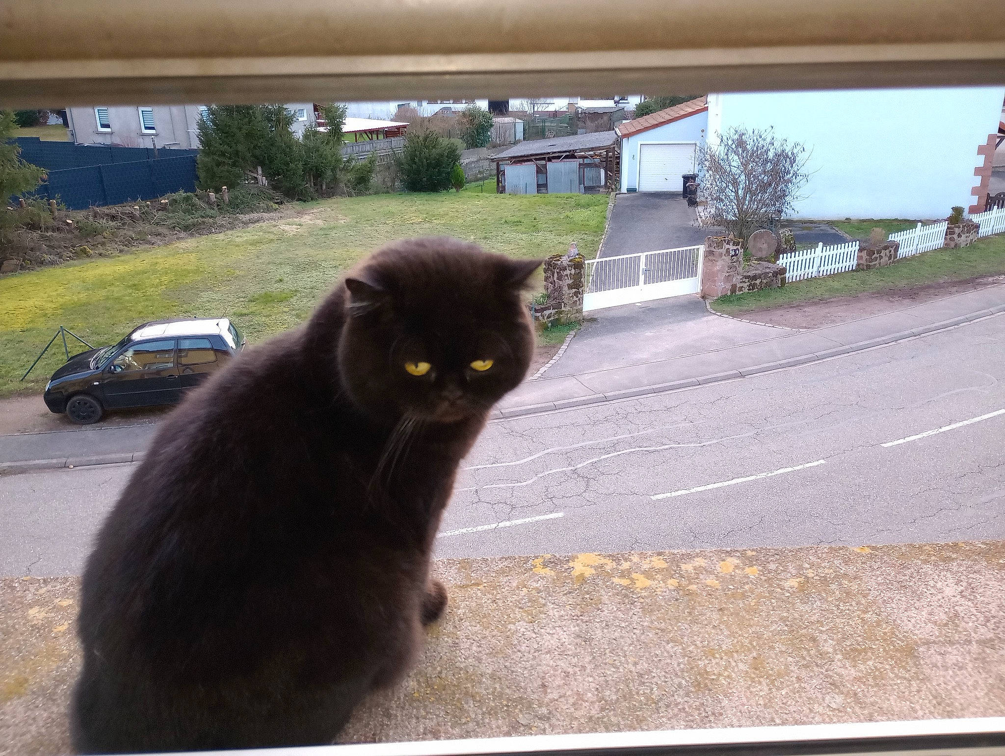 Adik a rejoint le concours — aidez-le/la à gagner de superbes lots ! asphalt, automotive_exterior, automotive_tire, black_cat, carnivore, cat, felidae, grass, motor_vehicle, plant, road, road_surface, small_to_medium_sized_cats, snout, tail, tints_and_shades, tire, tree, whiskers, window