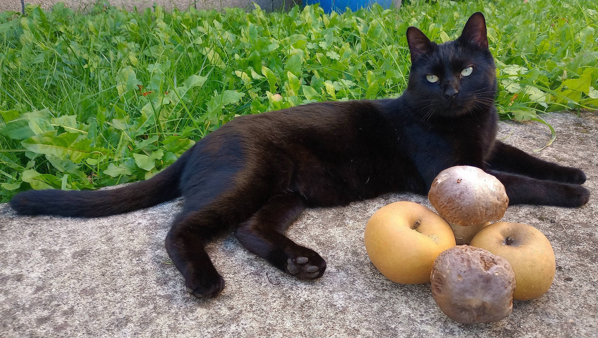 Trucki a rejoint le concours — aidez-le/la à gagner de superbes lots ! black_cat, bombay, carnivore, cat, domestic_short_haired_cat, felidae, fruit, fur, grass, groundcover, havana_brown, natural_foods, plant, produce, sitting, small_to_medium_sized_cats, snout, tail, terrestrial_animal, whiskers