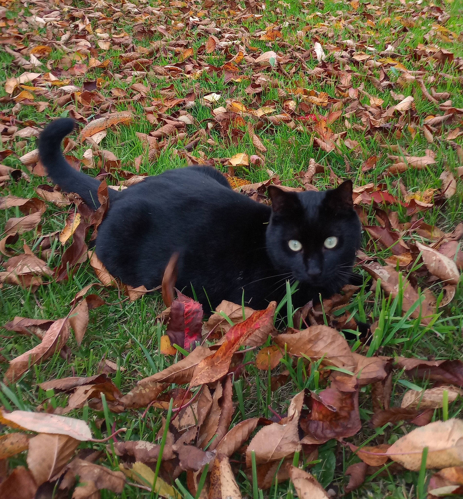 Trucki a rejoint le concours — aidez-le/la à gagner de superbes lots ! black_cat, bombay, carnivore, cat, domestic_short_haired_cat, felidae, fur, grass, groundcover, plant, shadow, small_to_medium_sized_cats, soil, tail, terrestrial_animal, tints_and_shades, tree, whiskers, wood