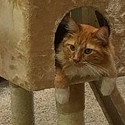 Jake joined the competition — help win amazing prizes! cat, orange_cat, white_paws, cat_tree, carpeted, pet, indoor, feline, relaxed, curious, cozy, fur, whiskers, animal, paw, home, cute, resting, mammal, domestic_cat