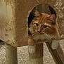 cat, orange_cat, white_paws, cat_tree, carpeted, pet, indoor, feline, relaxed, curious, cozy, fur, whiskers, animal, paw, home, cute, resting, mammal, domestic_cat