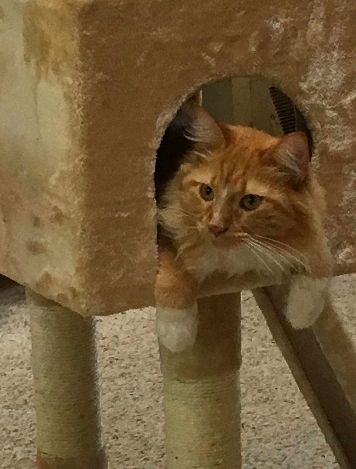 Jake joined the competition — help win amazing prizes! cat, orange_cat, white_paws, cat_tree, carpeted, pet, indoor, feline, relaxed, curious, cozy, fur, whiskers, animal, paw, home, cute, resting, mammal, domestic_cat