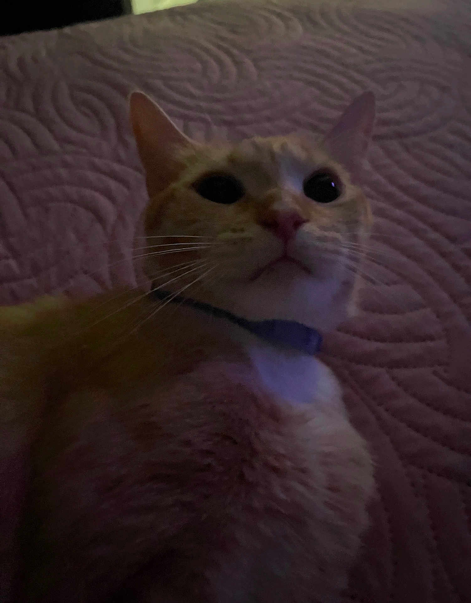 Mitchi joined the competition — help win amazing prizes! cat, close_up, indoor, pet, feline, collar, whiskers, bedspread, purple, texture, animal, cute, fur, portrait, relaxed, eyes, nose, muzzle, resting