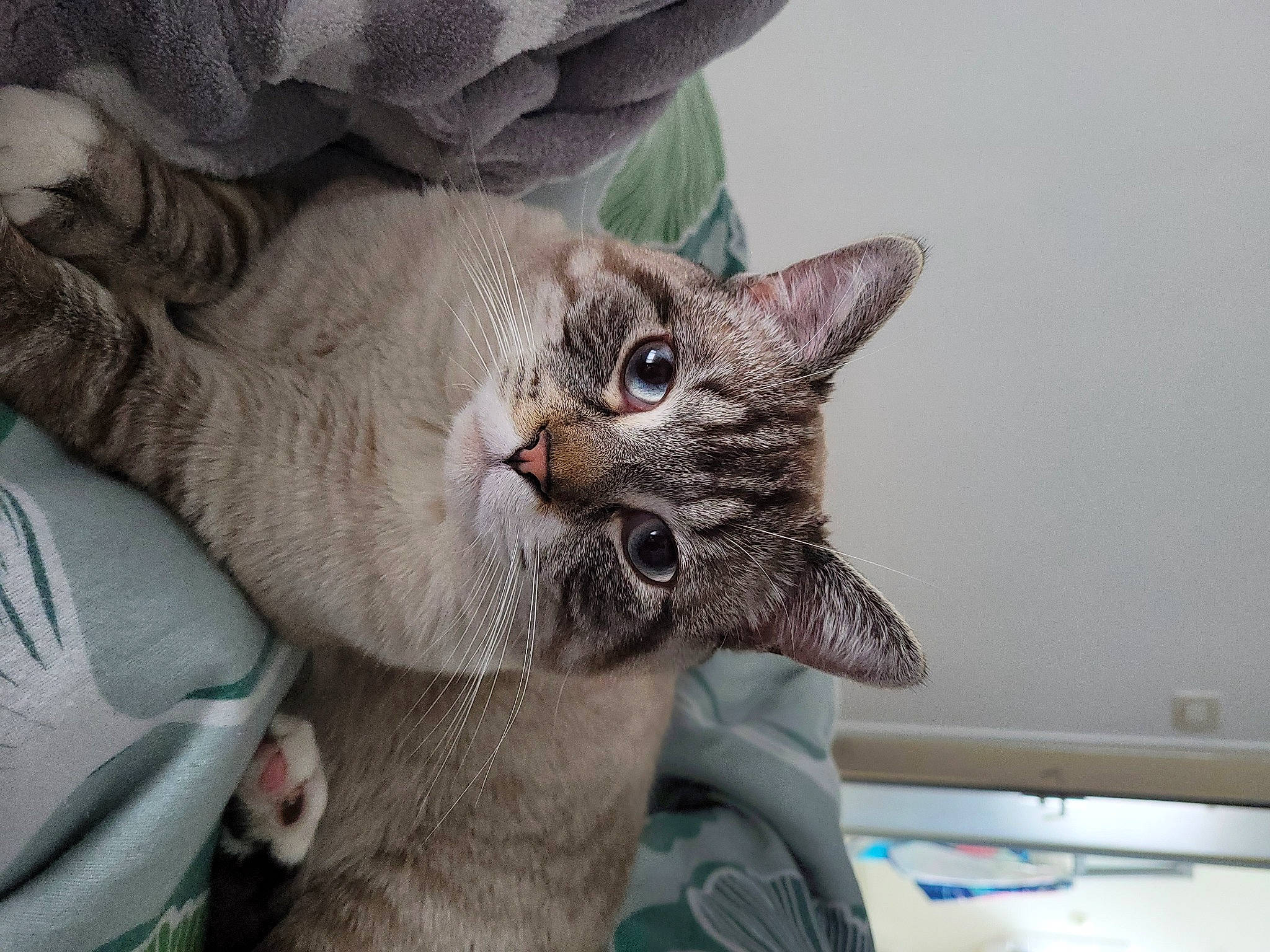 Tacos a rejoint le concours — aidez-le/la à gagner de superbes lots ! carnivore, cat, cat_supply, claw, collar, comfort, domestic_short_haired_cat, ear, felidae, fur, gesture, grey, paw, small_to_medium_sized_cats, snout, tail, whiskers, window