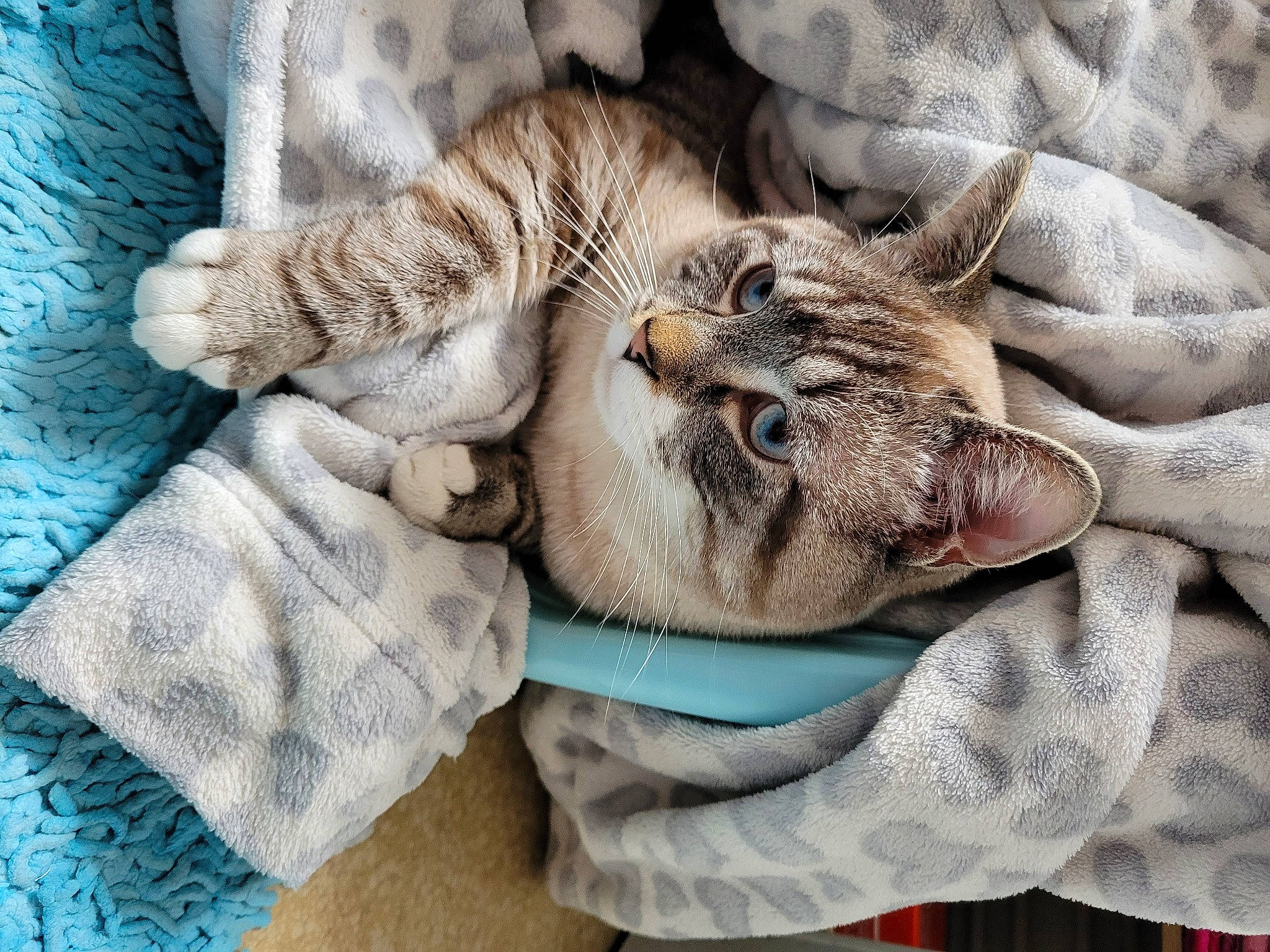 Tacos participe au concours pour gagner de l'argent avec cette photo : carnivore, cat, claw, comfort, domestic_short_haired_cat, fawn, felidae, fur, grey, linens, luggage_and_bags, nap, pattern, paw, plant, small_to_medium_sized_cats, tail, textile, whiskers, wood