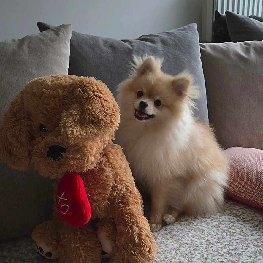 Pixi a rejoint le concours — aidez-le/la à gagner de superbes lots ! blanket, closeup, cozy, cushion, dog, fabric, fur, indoor, living_room, pet, pillow, plush_toy, pomeranian, radiator, screenshot, sitting, smile, sofa, stuffed_animal, thumbnail_strip