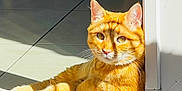 Petit Roux participe au concours pour gagner de l'argent avec cette photo : cat, orange_tabby, sunlight, relaxed, doorway, tile_floor, wooden_threshold, shadow, pet, indoor, fur, whiskers, ears, paw, resting, domestic_cat, animal, cute, bright_light, closeup