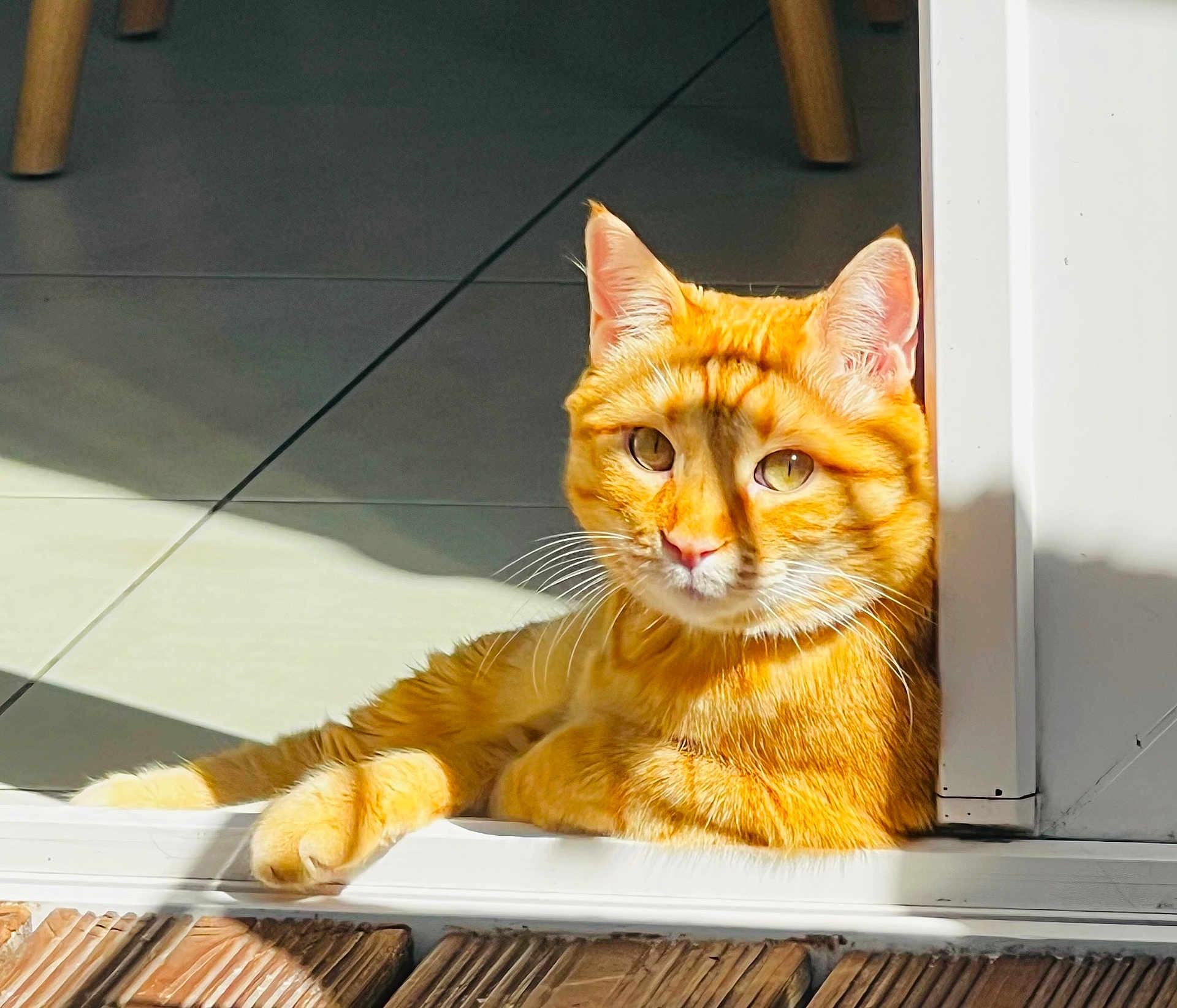 Petit Roux participe au concours pour gagner de l'argent avec cette photo : cat, orange_tabby, sunlight, relaxed, doorway, tile_floor, wooden_threshold, shadow, pet, indoor, fur, whiskers, ears, paw, resting, domestic_cat, animal, cute, bright_light, closeup