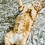 Petit Roux a rejoint le concours — aidez-le/la à gagner de superbes lots ! cat, orange_tabby, lying_down, bedspread, patterned_bedding, relaxed, fluffy, pet, indoor, cute, sleepy, feline, whiskers, paws, fur, animal, domestic_cat, resting, cozy, content