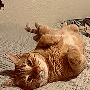 Petit Roux participe au concours pour gagner de l'argent avec cette photo : cat, orange_tabby, pet, indoor, relaxed, lying_down, fluffy, whiskers, fur, bed, blanket, cozy, cute, animal, mammal, resting, sleepy, domestic_cat, feline, paws