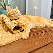 Petit Roux participe au concours pour gagner de l'argent avec cette photo : cat, orange_tabby, pet, animal, wooden_floor, woven_mat, relaxed, indoor, close_up, feline, fur, whiskers, paw, curious, domestic_cat, laying_down, looking_away, shallow_depth_of_field, natural_light, calm