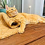 Petit Roux participe au concours pour gagner de l'argent avec cette photo : cat, orange_tabby, pet, animal, wooden_floor, woven_mat, relaxed, indoor, close_up, feline, fur, whiskers, paw, curious, domestic_cat, laying_down, looking_away, shallow_depth_of_field, natural_light, calm