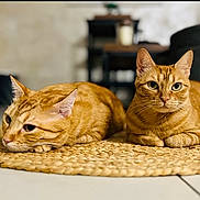 Ina participe au concours pour gagner de l'argent avec cette photo : cat, ginger_cat, pet, animal, feline, indoor, woven_mat, relaxed, cute, domestic_cat, whiskers, ears, eyes, floor, close_up, two_cats, laying_down, cozy, soft_light, background_blur