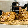 cat, ginger_cat, pet, animal, feline, indoor, woven_mat, relaxed, cute, domestic_cat, whiskers, ears, eyes, floor, close_up, two_cats, laying_down, cozy, soft_light, background_blur