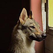 Ama a rejoint le concours — aidez-le/la à gagner de superbes lots ! alert, animal, calm, canine, dog, domestic, ears, fluffy, fur, indoor, looking_out, moody, natural_light, pet, portrait, profile, quiet, side_view, window, wolf_like