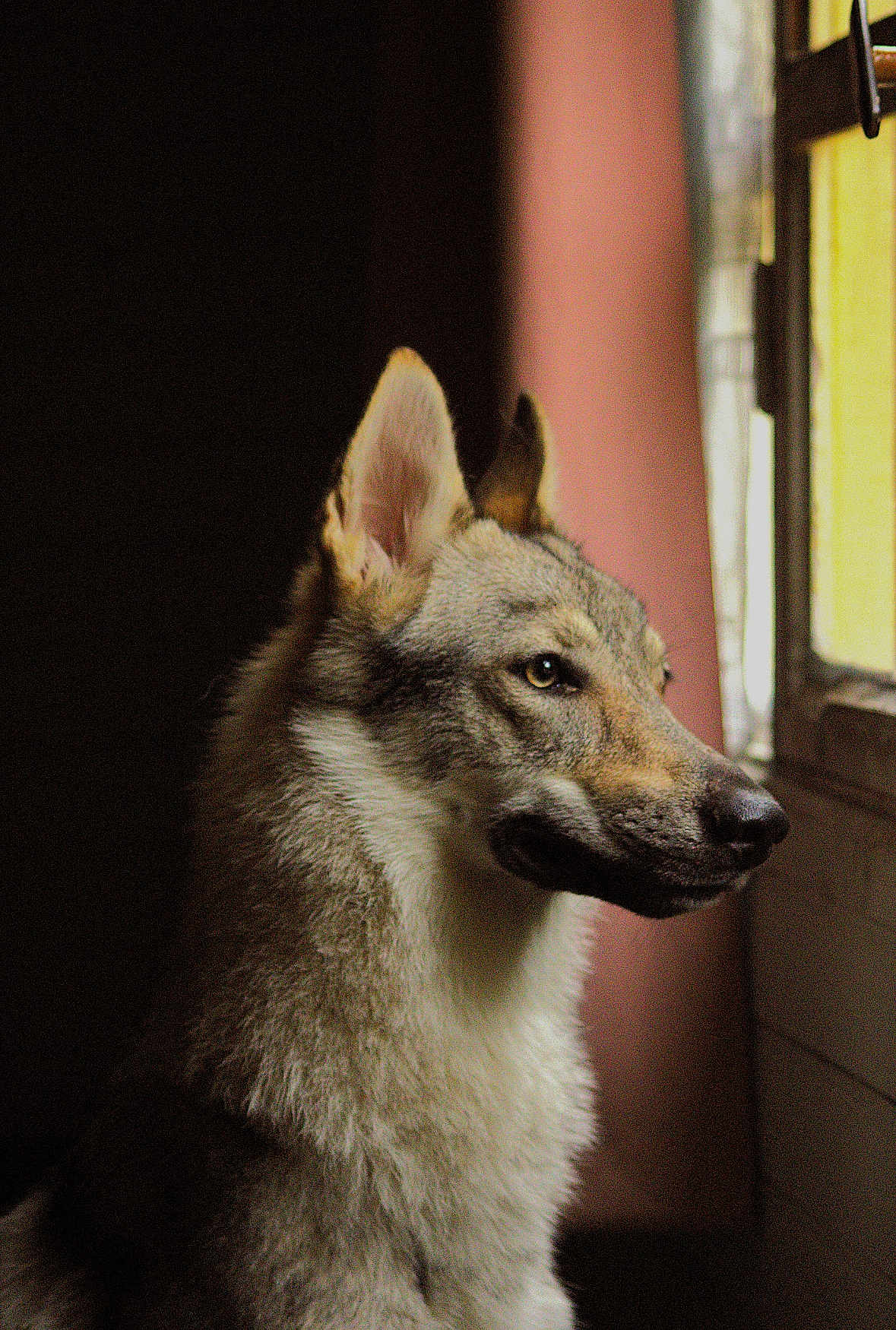 Ama a rejoint le concours — aidez-le/la à gagner de superbes lots ! alert, animal, calm, canine, dog, domestic, ears, fluffy, fur, indoor, looking_out, moody, natural_light, pet, portrait, profile, quiet, side_view, window, wolf_like