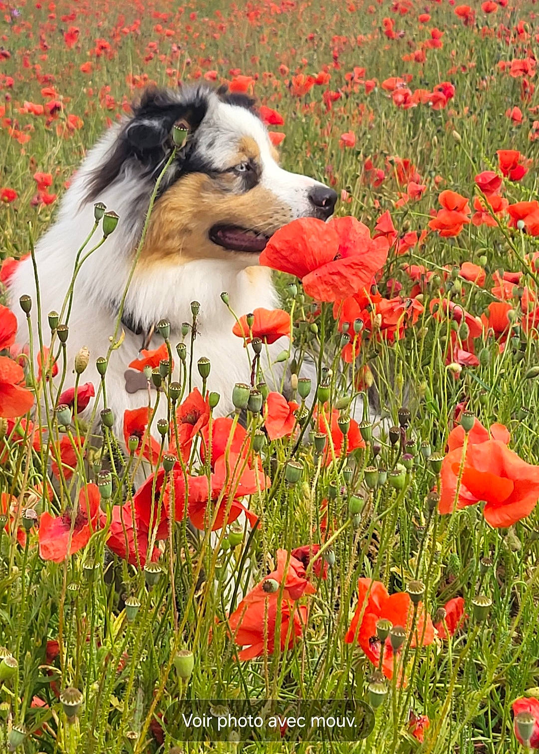 Everest participe au concours pour gagner de l'argent avec cette photo : botany, carnivore, companion_dog, dog, field, flower, flowering_plant, grass, grass_family, grassland, groundcover, herbaceous_plant, meadow, natural_landscape, nature, people_in_nature, petal, plant, prairie, spring