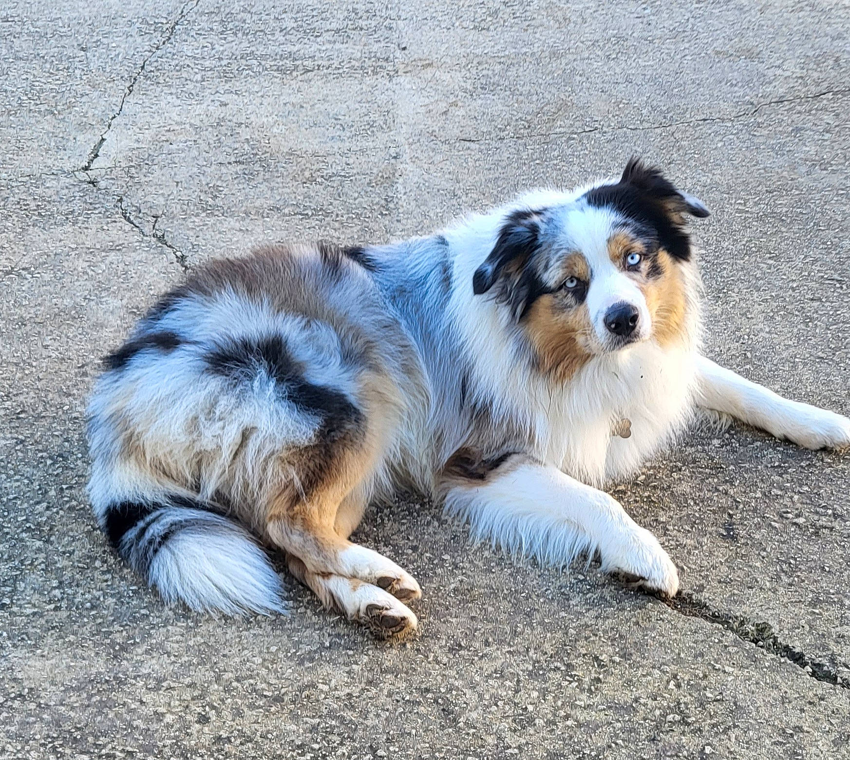 Everest participe au concours pour gagner de l'argent avec cette photo : carnivore, companion_dog, dog, dog_breed, fur, snout, sporting_group, terrestrial_animal, whiskers, working_dog