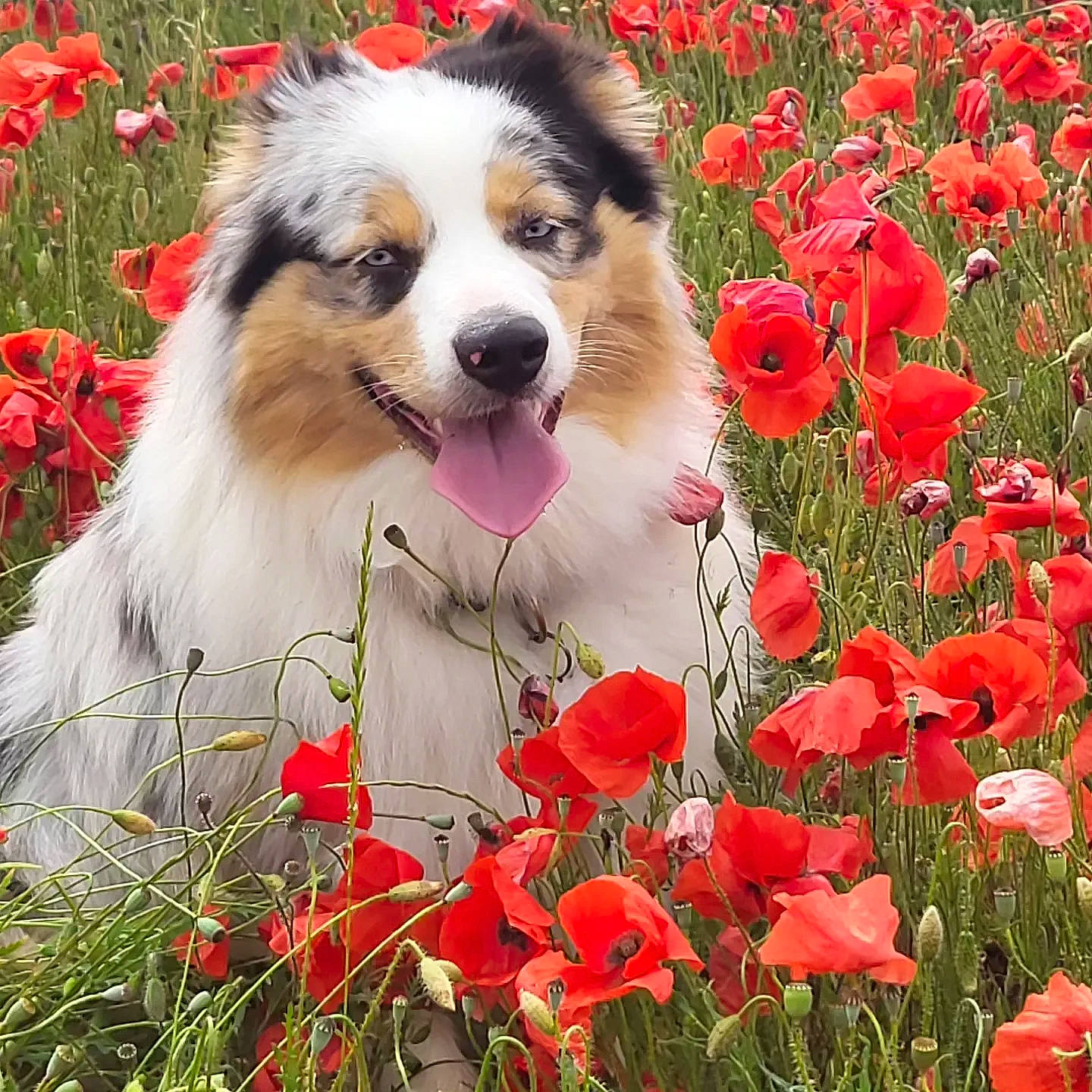 Everest participe au concours pour gagner de l'argent avec cette photo : annual_plant, art, botany, carnivore, companion_dog, corn_poppy, dog, dog_breed, flower, flowering_plant, grass, groundcover, happy, herding_dog, natural_landscape, people_in_nature, petal, plant, rough_collie, spring