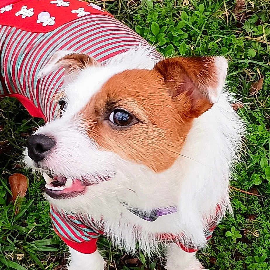 Derbi is registered to the contest to win money with this photo: animal, canine, clothing, cute, dog, ears, fur, grass, green, happy, jack_russell_terrier, mouth, nature, nose, outdoor, pet, playful, red, small_dog, striped