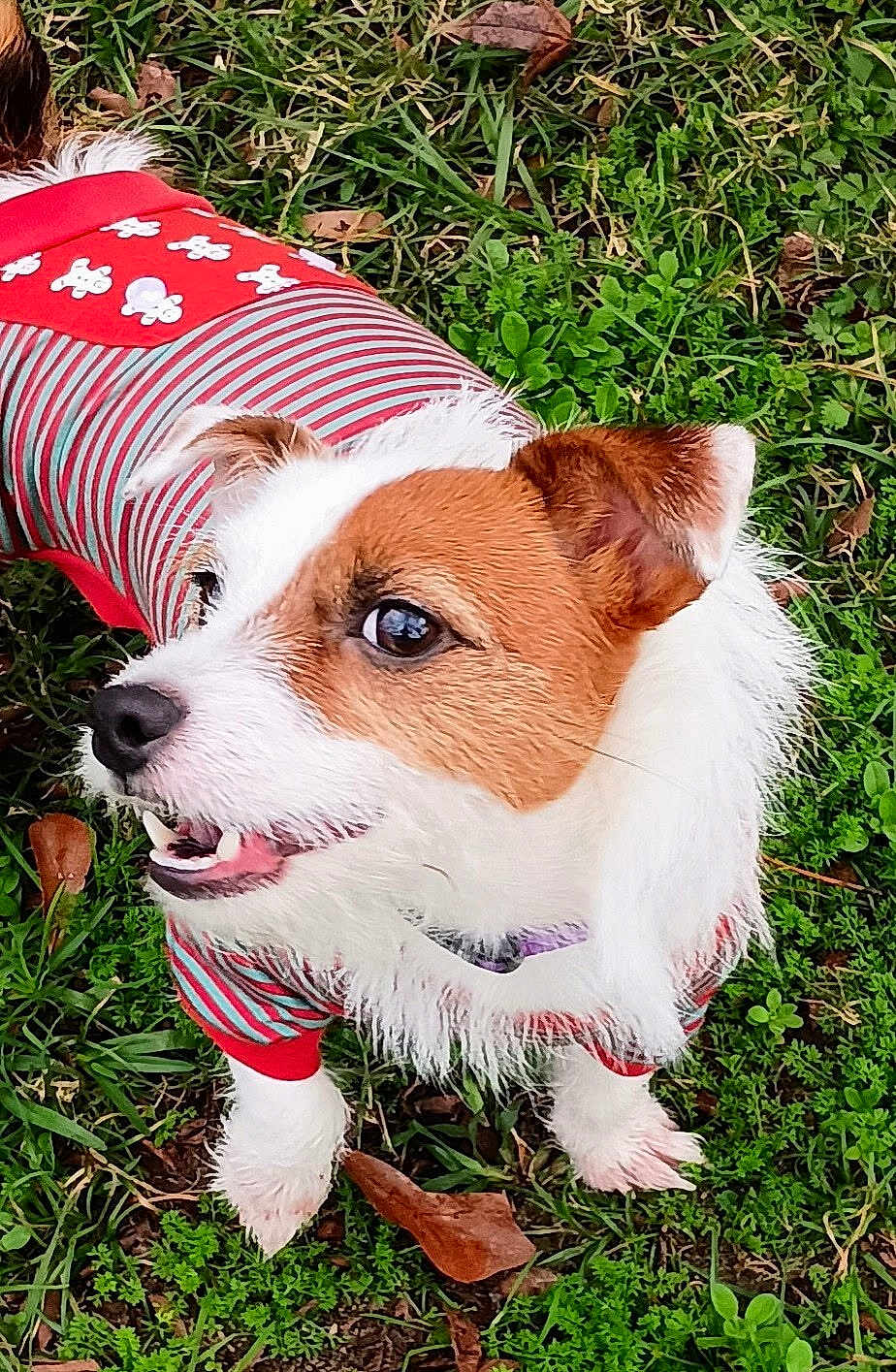 Derbi is registered to the contest to win money with this photo: dog, pet, grass, outdoor, animal, canine, fur, cute, happy, playful, clothing, red, striped, ears, mouth, nose, nature, green, small_dog, jack_russell_terrier