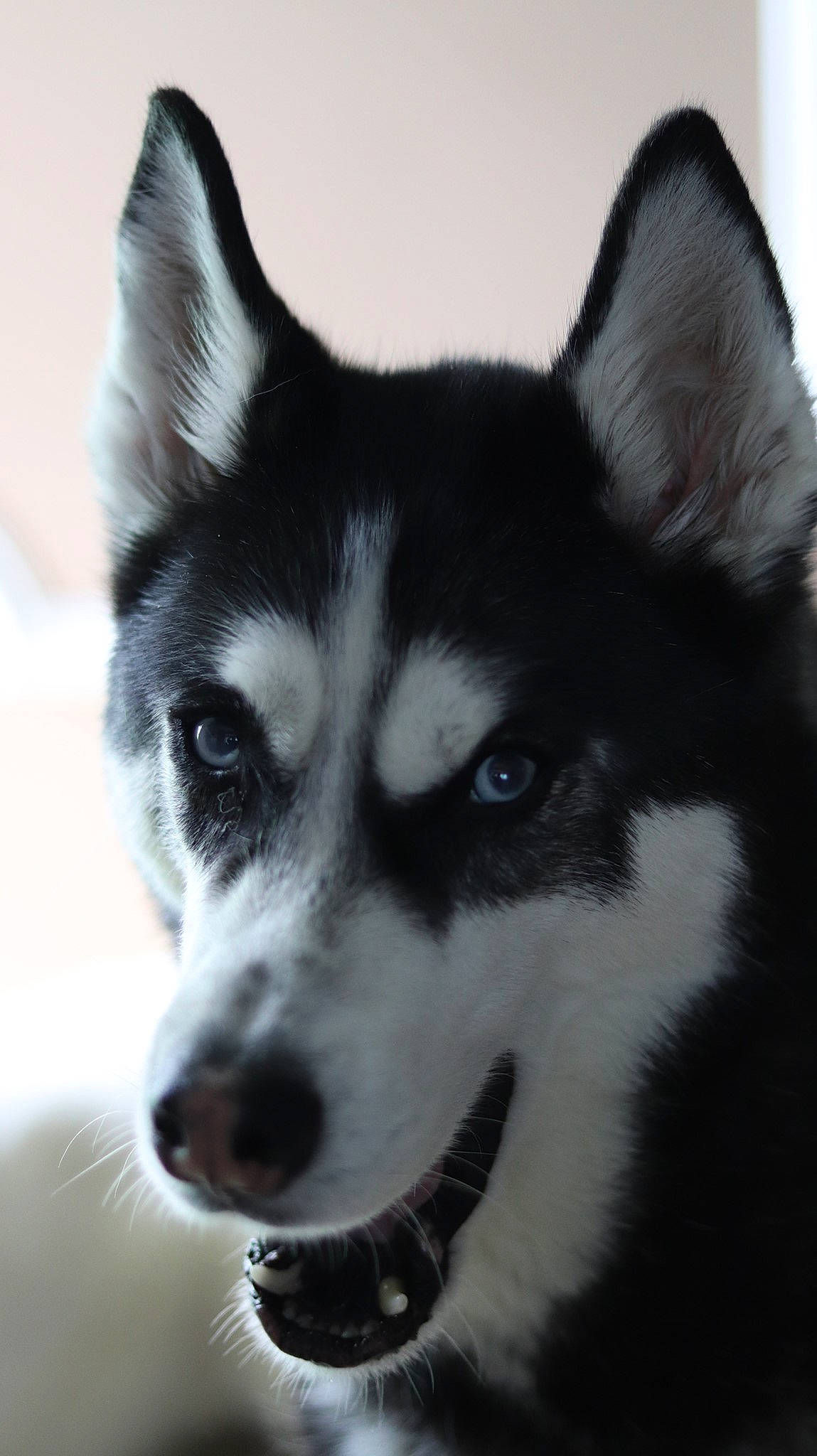 Kodiak joined the competition — help win amazing prizes! canidae, carnivore, companion_dog, dog, dog_breed, eye, fur, head, herding_dog, iris, jaw, monochrome_photography, siberian_husky, sled_dog, snout, sporting_group, terrestrial_animal, whiskers, working_animal, working_dog