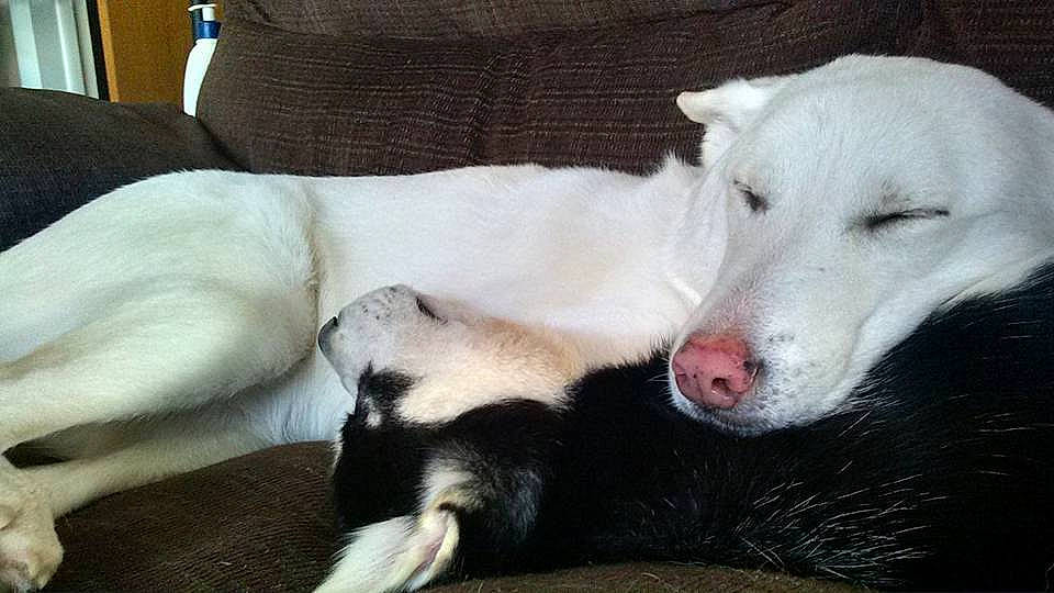 Kodiak joined the competition — help win amazing prizes! ancient_dog_breeds, canidae, carnivore, comfort, companion_dog, couch, dog, dog_breed, foot, fur, non_sporting_group, paw, snout, sporting_group, terrestrial_animal, whiskers, wildlife, working_animal, working_dog