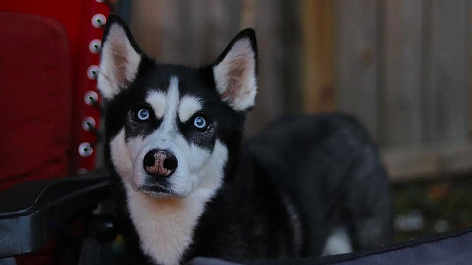 Kodiak joined the competition — help win amazing prizes! ancient_dog_breeds, canidae, canis, carnivore, companion_dog, dog, dog_breed, eye, fur, jaw, non_sporting_group, siberian_husky, sled_dog, snout, sporting_group, terrestrial_animal, whiskers, wildlife, working_animal, working_dog
