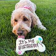 Hazel joined the competition — help win amazing prizes! dog, birthday, cookie, bone_shaped, grass, outdoor, pink_bow, pet, celebration, close_up, animal, tongue, greenery, cute, summer, daylight, playful, festive, canine, fun