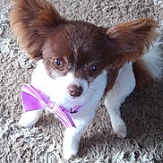 Gracey joined the competition — help win amazing prizes! dog, small_dog, brown_and_white, bow_tie, purple_bow, pet, indoor, carpet, curious, fluffy_ears, looking_up, fur, animal, cute, companion, domestic_animal, friendly, mammal, cute_pet, adorable