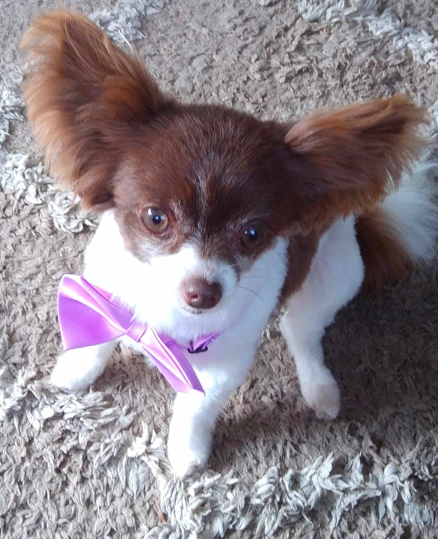 Gracey joined the competition — help win amazing prizes! dog, small_dog, brown_and_white, bow_tie, purple_bow, pet, indoor, carpet, curious, fluffy_ears, looking_up, fur, animal, cute, companion, domestic_animal, friendly, mammal, cute_pet, adorable