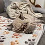 kitten, sleeping, blanket, paw_prints, cozy, soft, furry, cute, indoor, pet, resting, couch, pillow, fur, animal, young_cat, relaxed, home, comfort, nap