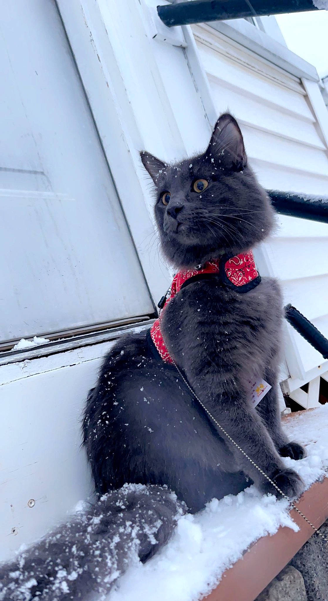 Blaze is registered to the contest to win money with this photo: art, automotive_tire, black_cat, carmine, carnivore, cat, collar, domestic_short_haired_cat, felidae, freezing, fur, grey, sitting, small_to_medium_sized_cats, snout, snow, tail, whiskers, window, winter