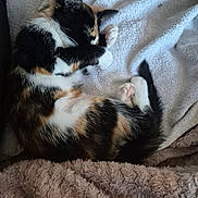 Iris a rejoint le concours — aidez-le/la à gagner de superbes lots ! cat, calico, kitten, sleeping, paw, blanket, fur, cute, pet, animal, resting, cozy, soft, curled_up, indoors, relaxed, whiskers, tail, cute_pose, nap