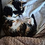 cat, calico, kitten, sleeping, paw, blanket, fur, cute, pet, animal, resting, cozy, soft, curled_up, indoors, relaxed, whiskers, tail, cute_pose, nap