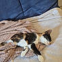cat, calico, kitten, sleeping, blanket, towel, indoor, resting, cozy, feline, pet, fur, paw, cute, relaxation, animal, comfort, soft, house, cushion