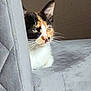 animal, calico, cat, chair, cozy, curious, cute, domestic, eyes, fur, furniture, home, indoor, light, mammal, peek, pet, quiet, resting, whiskers