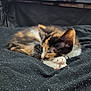 animal, animated_background, black_blanket, calico, cat, closeup, cozy, cute, domestic_cat, fur, indoor, kitten, napping, paw, pet, pink_paw_pads, resting, sleeping, television, whiskers