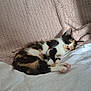 cat, kitten, sleeping, calico, pet, cozy, blanket, soft, texture, fur, cute, resting, indoors, animal, peaceful, paw, closeup, relaxation, domestic, comfort