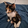 animal, bed, blanket, calico, cat, curious, cute, domestic, ears, feline, fur, indoor, kitten, pet, sitting, small, soft, tail, whiskers, young