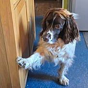 Pepsi participe au concours pour gagner de l'argent avec cette photo : animal, attentive, blue_floor, brown_and_white, cabinet, canine, companion, curious, dog, domestic, flooring, floppy_ears, fur, home, indoor, looking_away, paw, pet, raised_paw, wooden_cabinet