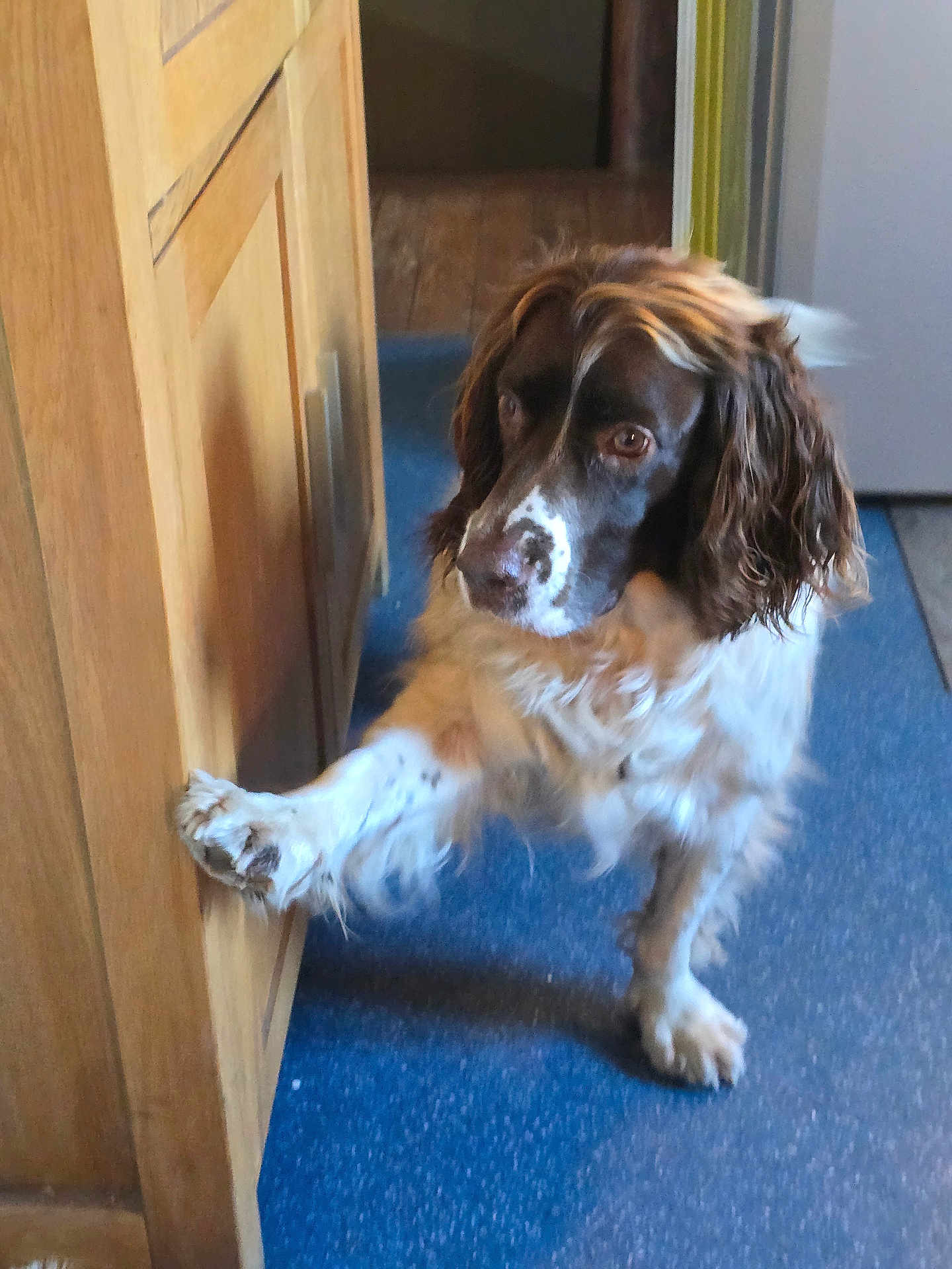 Pepsi participe au concours pour gagner de l'argent avec cette photo : animal, attentive, blue_floor, brown_and_white, cabinet, canine, companion, curious, dog, domestic, flooring, floppy_ears, fur, home, indoor, looking_away, paw, pet, raised_paw, wooden_cabinet