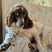 Pepsy participe au concours pour gagner de l'argent avec cette photo : animal, blanket, brown_and_white, canine, companion, couch, cute, dog, domestic, floral_pattern, fluffy, fur, home, indoor, long_ears, looking_away, paw, pet, relaxed, resting