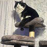 Dustin is registered to the contest to win money with this photo: cat, fluffy, black_and_white, cat_tree, indoor, curtain, wallpaper, pet, feline, sitting, plush, furniture, domestic_animal, looking, whiskers, ears, tail, home, animal, portrait