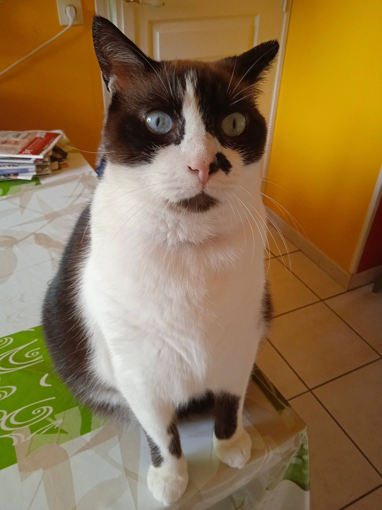 Castor a rejoint le concours — aidez-le/la à gagner de superbes lots ! box, carnivore, cat, domestic_short_haired_cat, felidae, flooring, fur, hardwood, paw, pet_supply, small_to_medium_sized_cats, snout, tail, whiskers